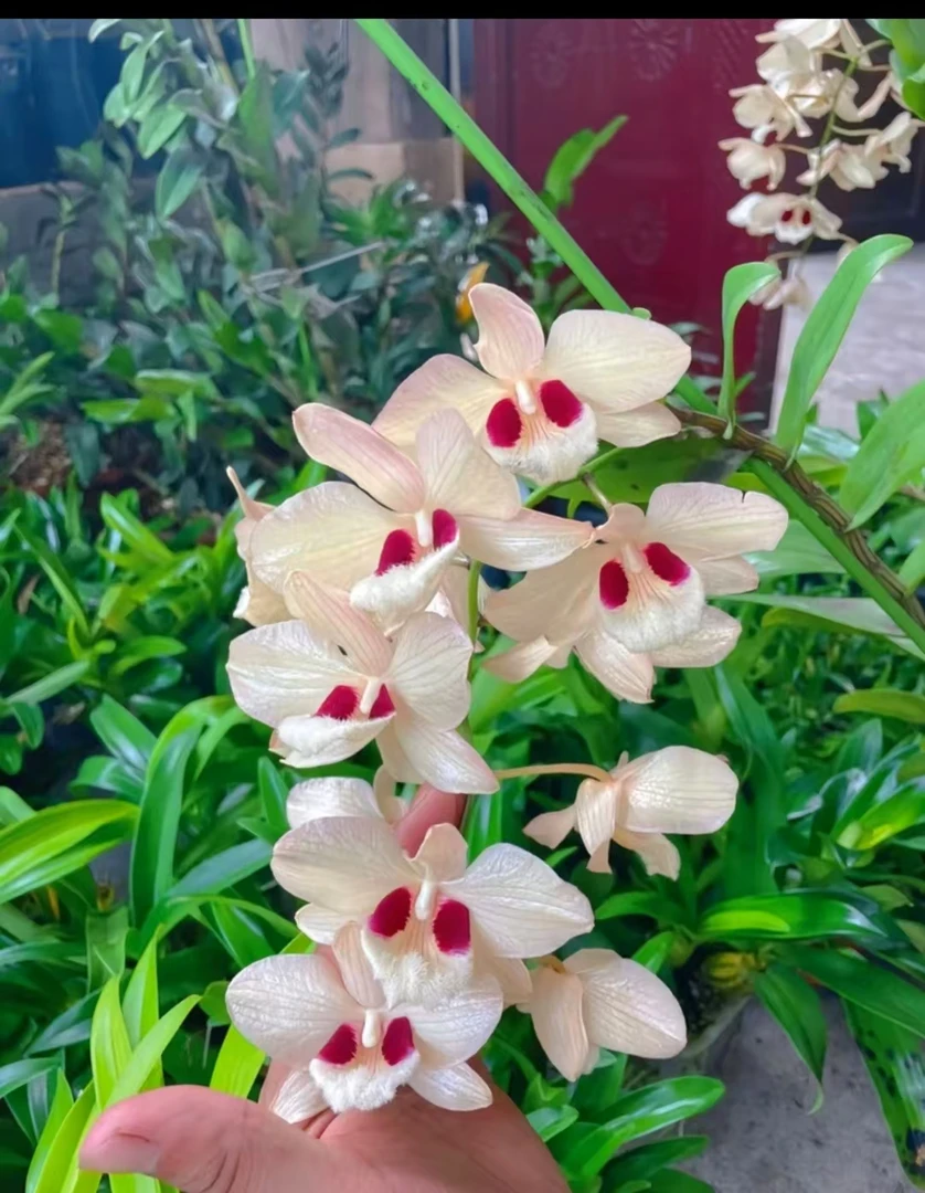 蜻蜓石斛兰(艺龙花卉)