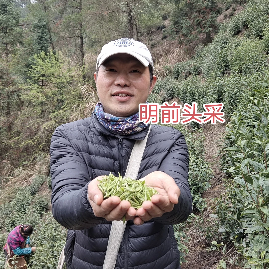 2025现货  黄山毛峰富溪高山明前头采茶