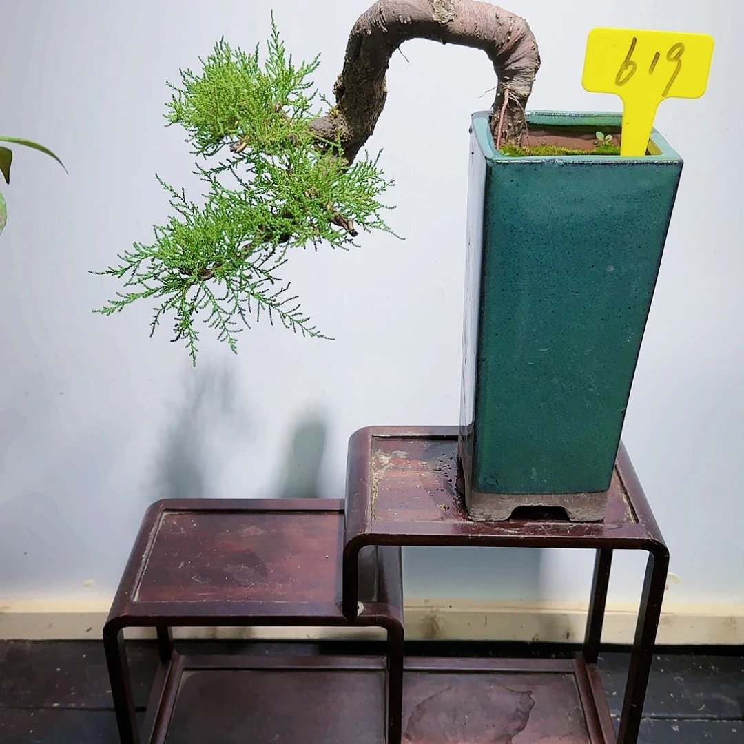 红陶20CM（含）-50CM（不含）等***~