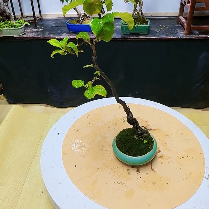 红陶20CM（含）-50CM（不含）牛*