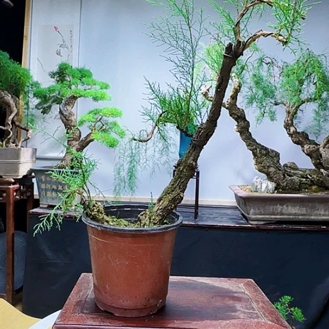 红陶20CM（含）-50CM（不含）清***清