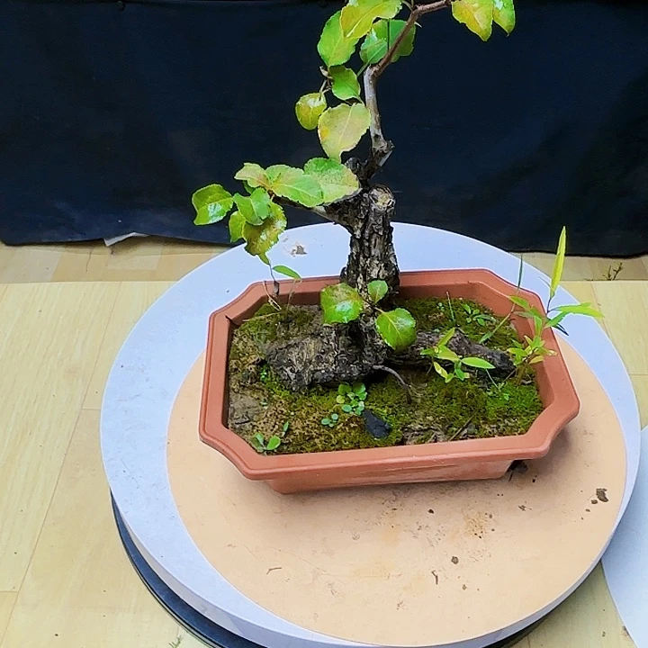 红陶20CM(含)-50CM(不含)平*