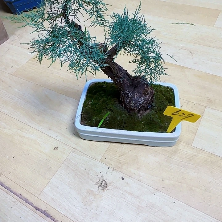 红陶20CM（含）-50CM（不含）游**客