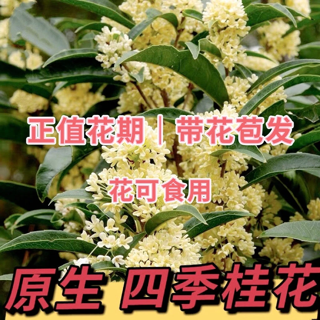 桂花树苗盆栽植物室内外花卉四季开花好养易活阳台小绿植盆景月桂