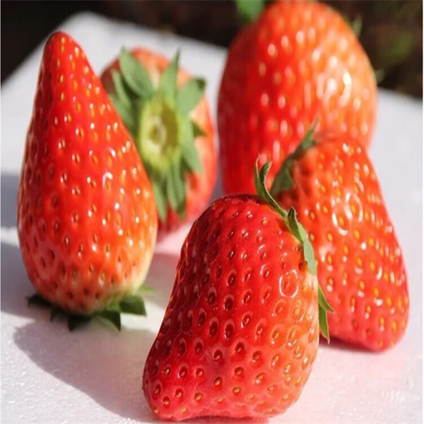 本地花溪草莓特大