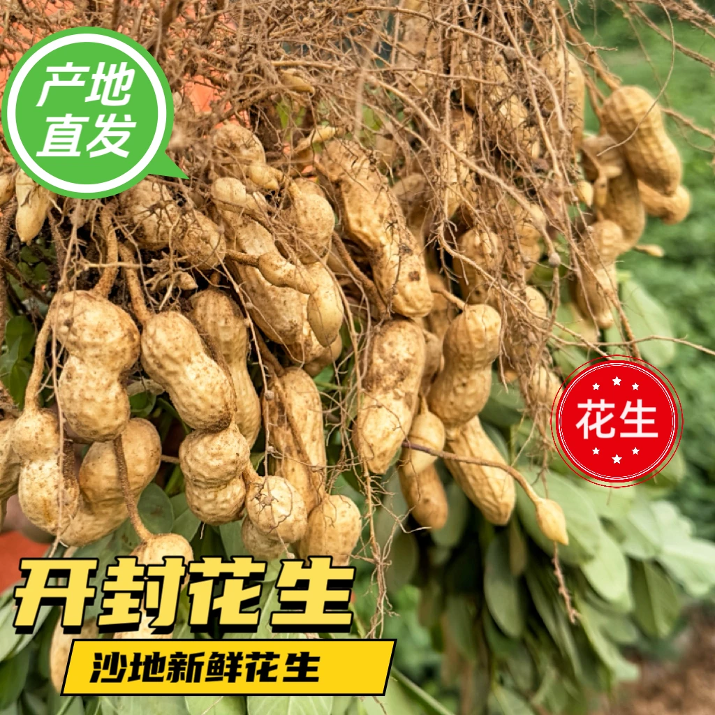 2024新鲜现挖花生开封沙地大果花生新鲜湿花生粉皮大果坏果包赔