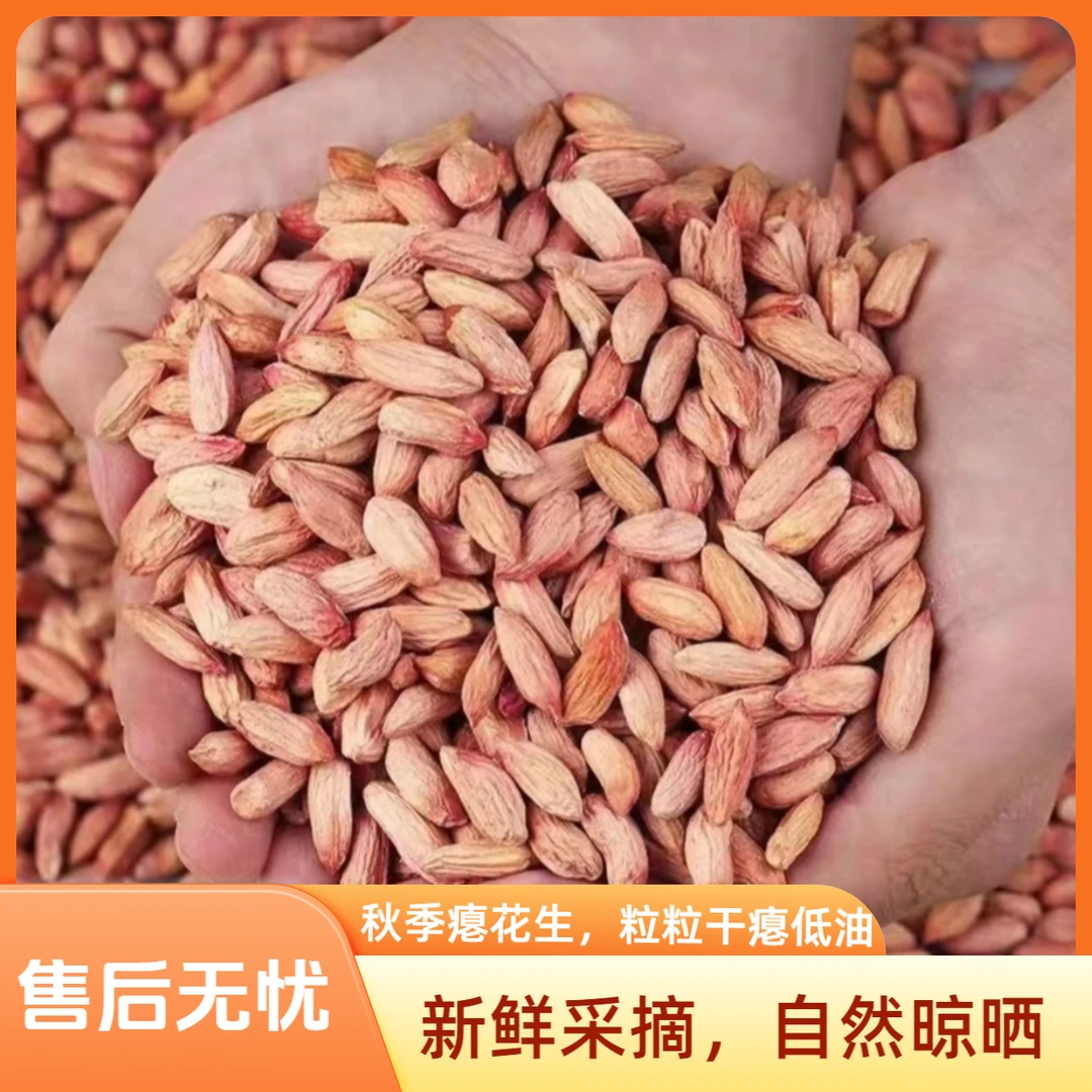 2024年秋季山东特产瘪花生米新鲜生秕小粒生花生低油甘甜农家自种