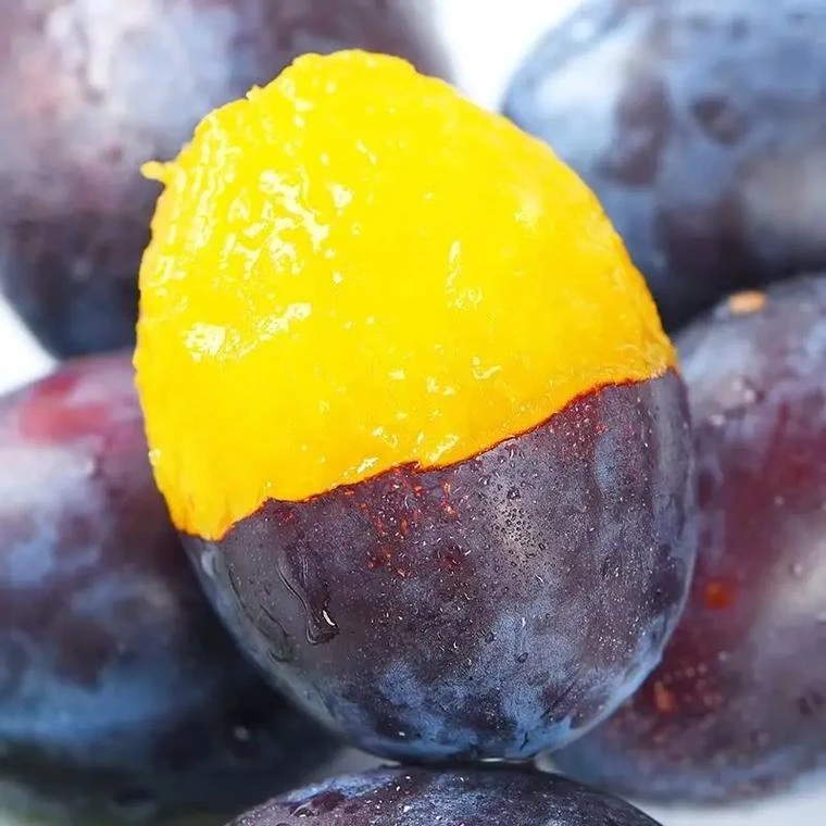 净土阿坝汶川高山西梅九寨沟西梅新鲜水果果园直采产地直发女神果