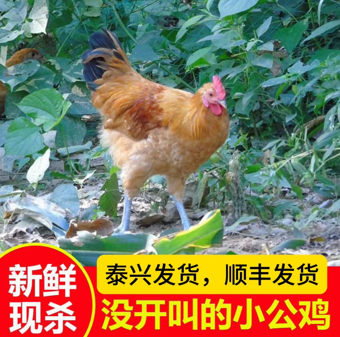 未打鸣童子鸡新鲜现杀顺丰发货