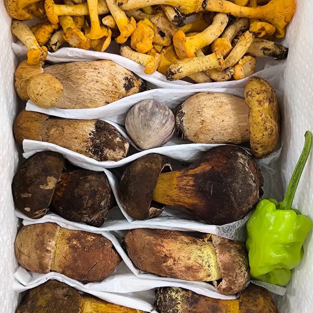 爆炒+煲汤组合菌菇 新鲜野生菌云南食用菌