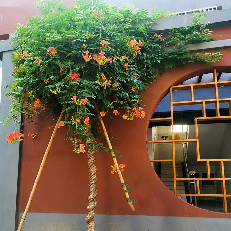 中华凌霄花苗庭院爬藤植物老桩盆栽四季美国凌霄树苗绿化攀爬花卉