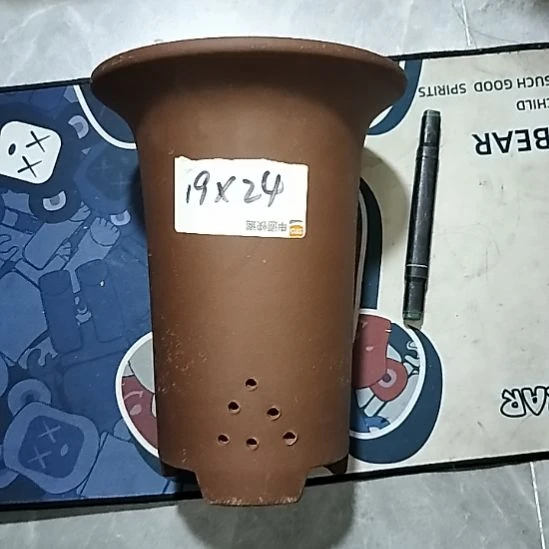 紫砂20CM（含）-50CM（不含）大兰花两个微瑕