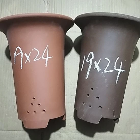 紫砂20CM（含）-50CM（不含）大红大紫兰花两个微瑕