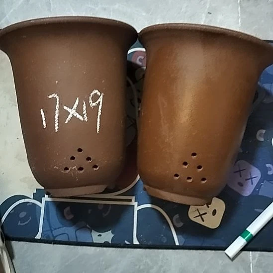 紫砂20CM（含）-50CM（不含）福利金钟微瑕