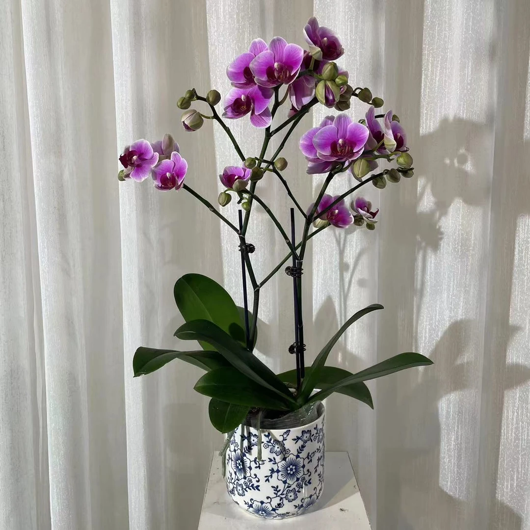 天之兰高端《超级宝贝》2.8蝴蝶兰 新手推荐好养耐养
