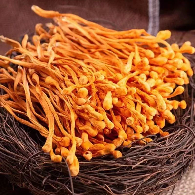 【当季新货】2023新货虫草花干货优质食用草菌煲汤烹饪香味浓郁特产