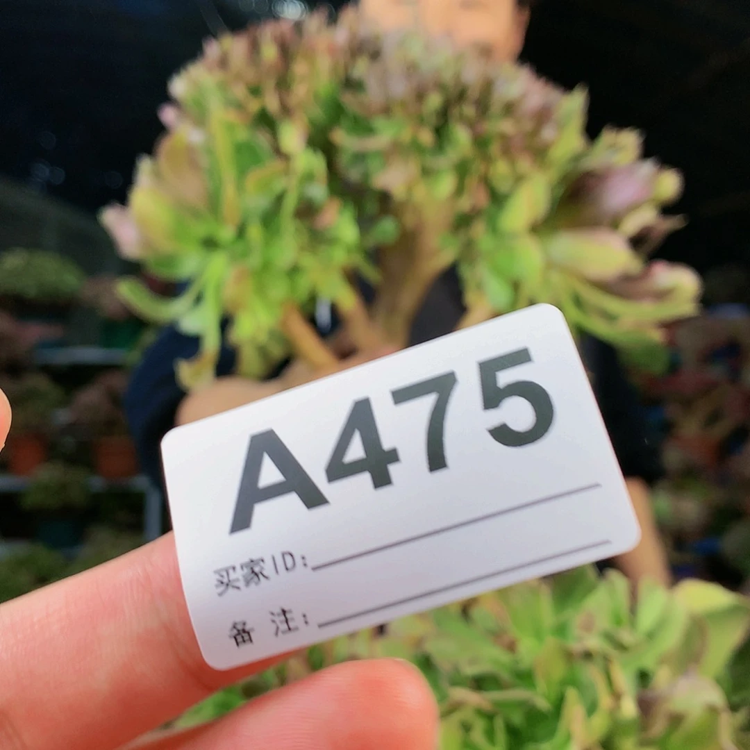 啊啊啊啊啊啊啊啊475砍头