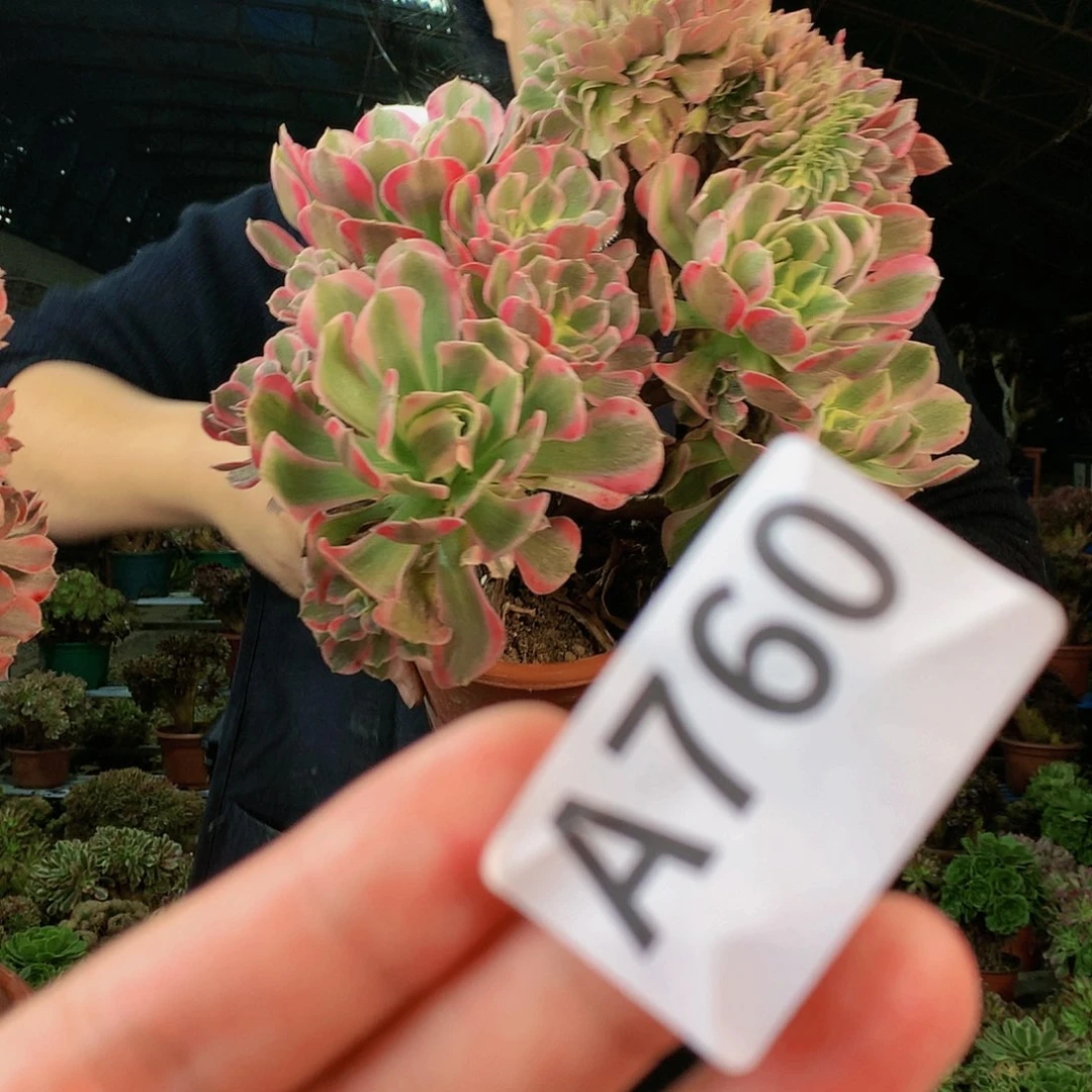 啊啊啊啊啊啊啊啊760