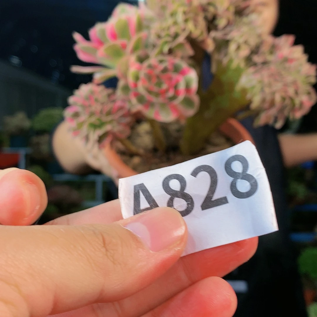 啊啊啊啊啊啊啊828