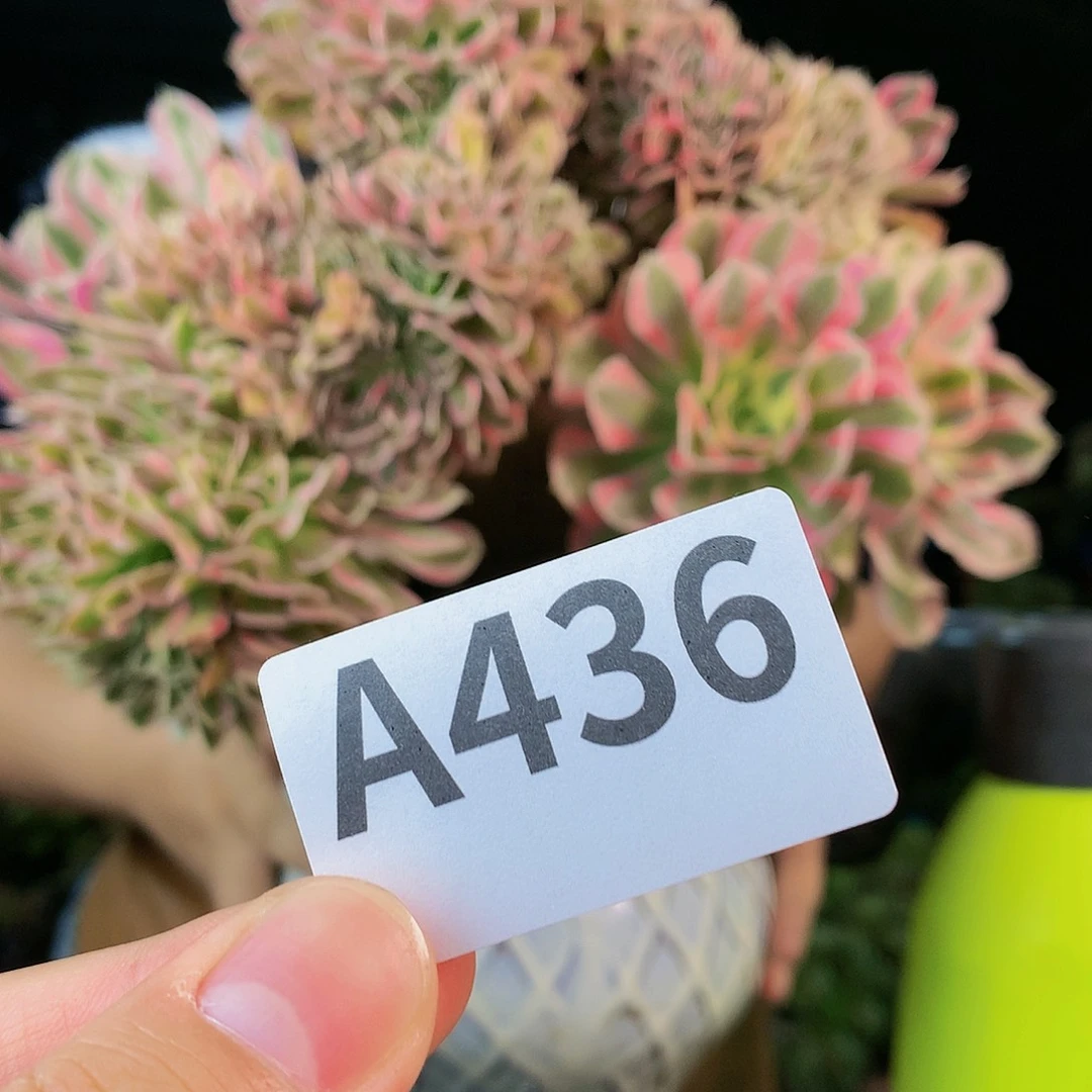 啊啊啊啊啊啊啊436