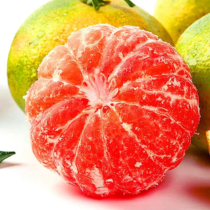 四川新鲜无籽蜜橘净重5斤精品早熟，皮薄多汁优质保鲜酸甜可口