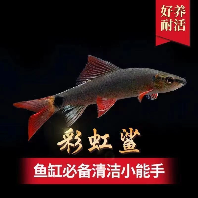 清苔鼠鱼淡水鱼缸清洁工除藻工具鱼彩虹鲨混养观赏鱼除青苔垃圾鱼