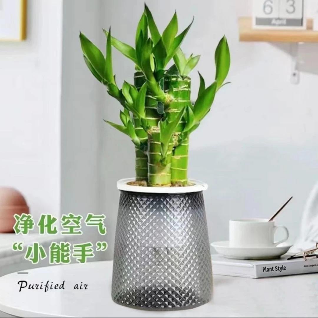 步步高升富贵竹文昌竹净化空气室内好养绿植绿色美观植物办公桌