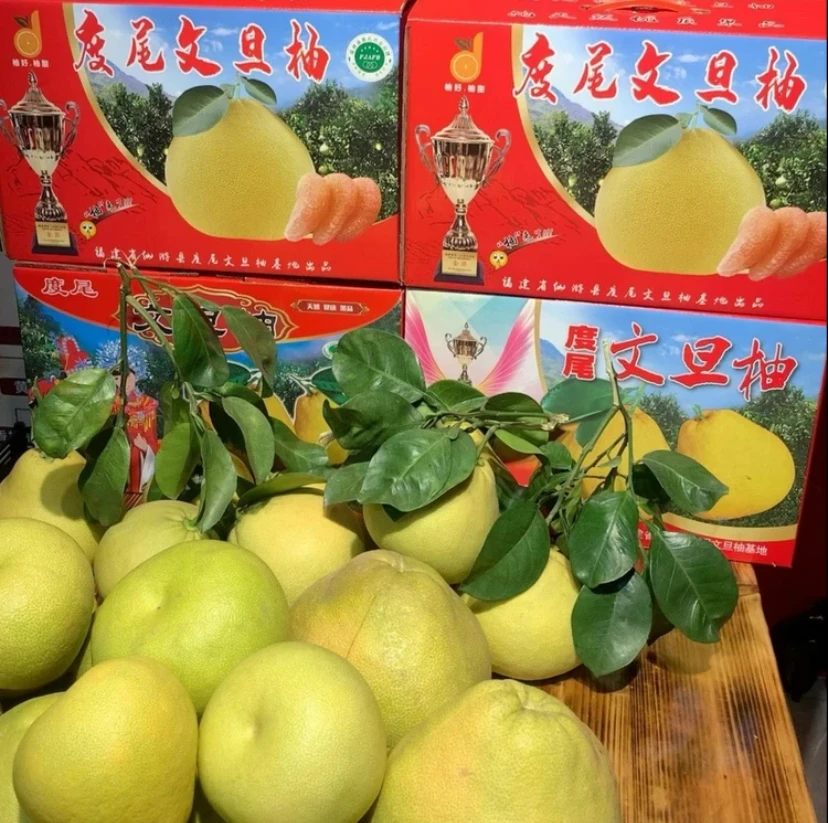 度尾文旦柚礼盒装精品果老树文旦柚汁水丰富口感细腻当季现采现发