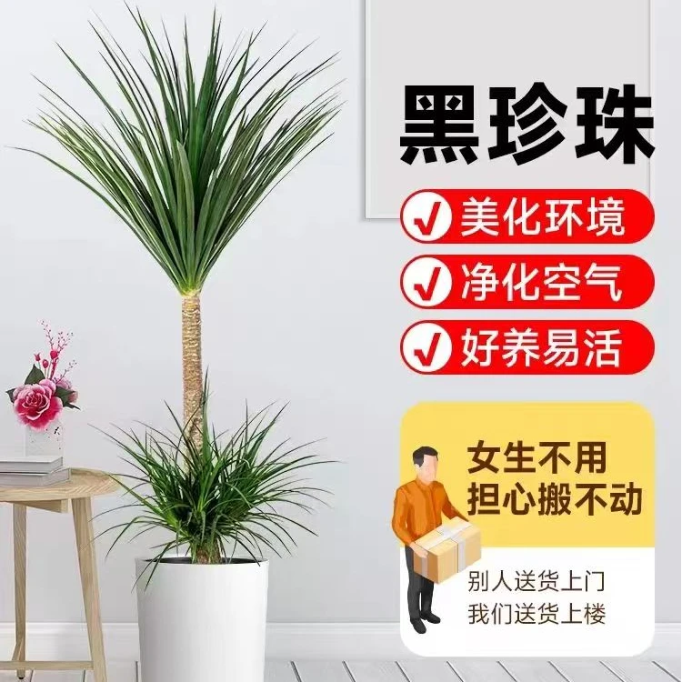 【一物一拍】黑珍珠龙血树盆栽细叶双层多头老桩大型室内绿植苗好养