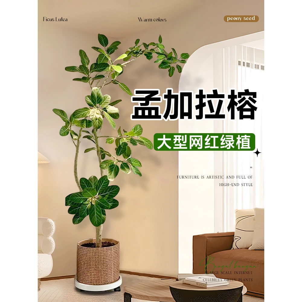 【一物一拍】孟加拉榕老桩盆栽大型绿植办公室内客厅落地式大号