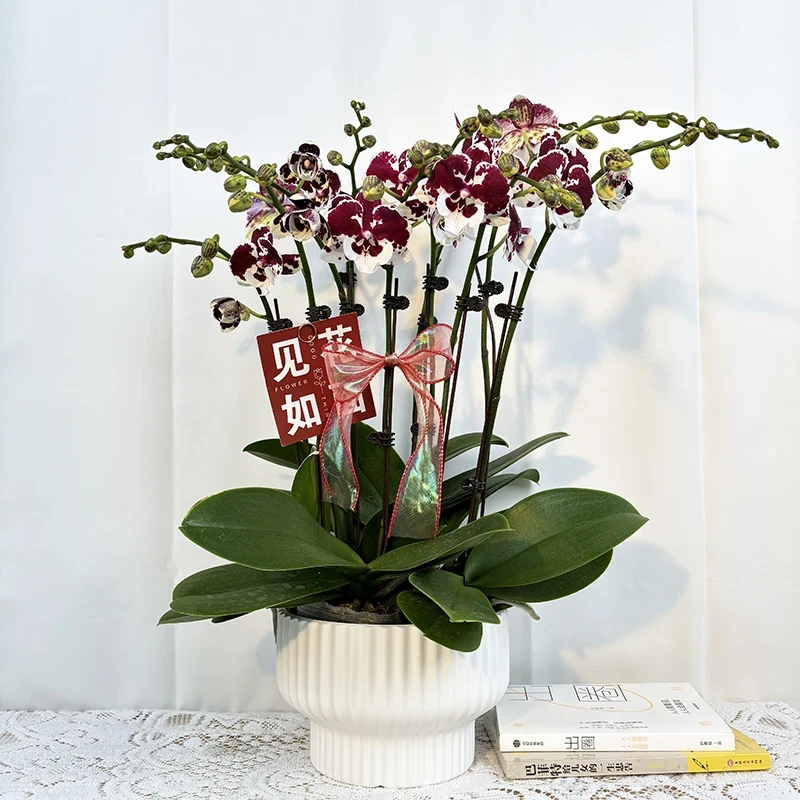 《一千零一夜》蝴蝶兰花型特别好养活室内花卉盆栽