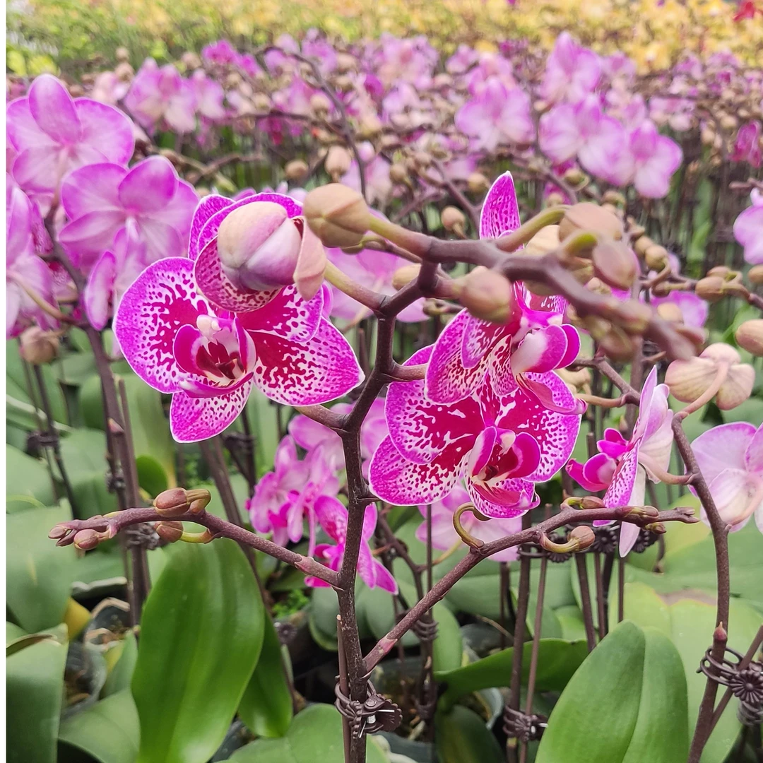 新品上市蝴蝶兰 《小孔雀》花卉植物带花带苞多