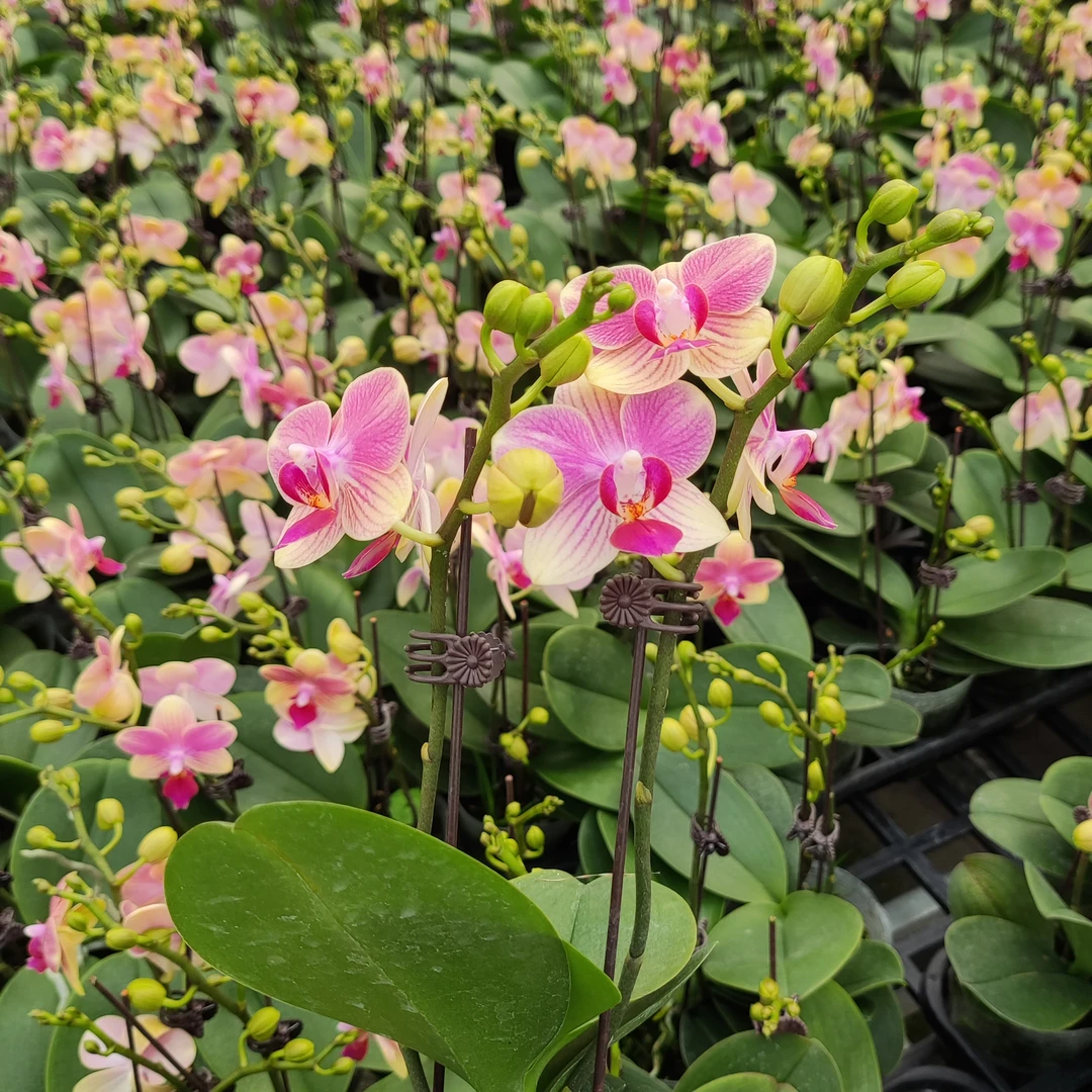 【夏日】蝴蝶兰室内鲜花绿植送礼送亲戚