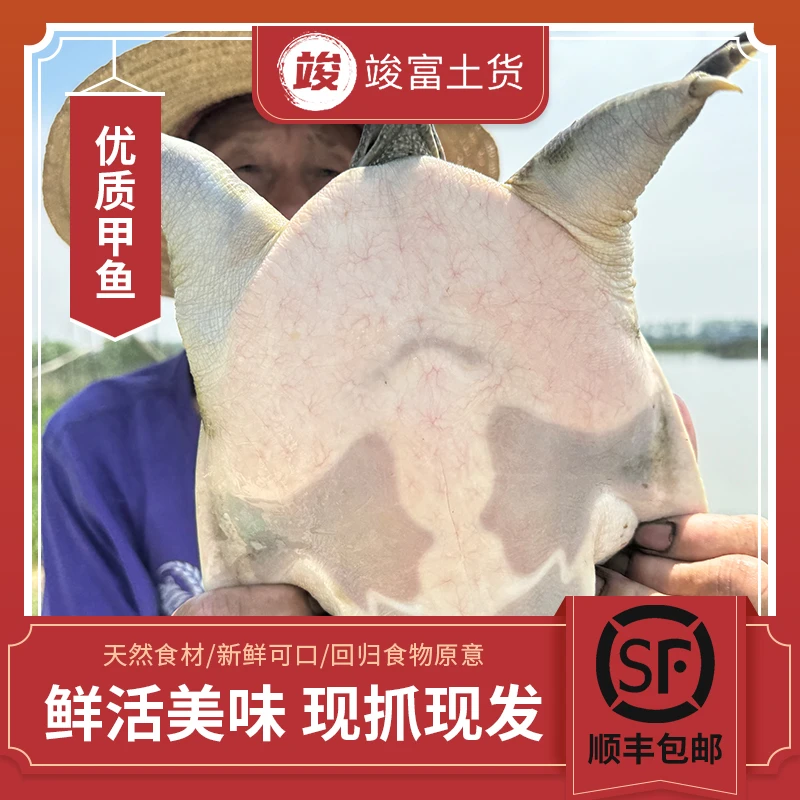 【一只改价专用】竣富家野外老年野甲野外甲鱼团鱼鳖鱼新鲜到家包活