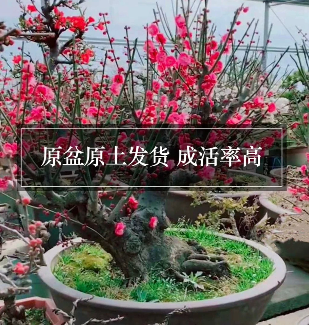 多品种梅花老桩盆景，花色鲜艳耐寒