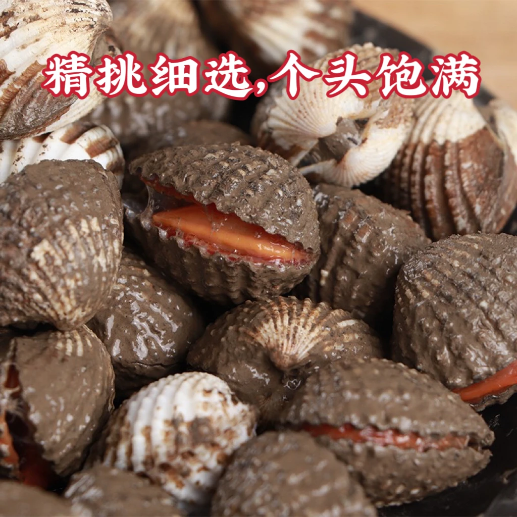 【中号福利】广东本港三百门血蚶血蛤1斤60-65粒左右赠送工具