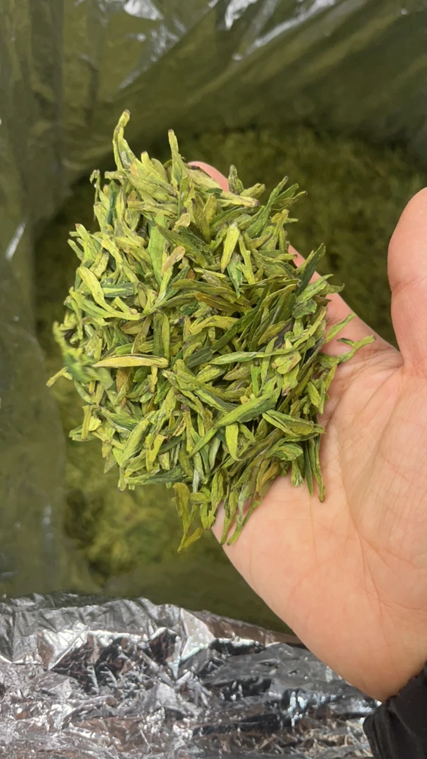 新茶龙井赶鲜价2-9-9好喝好看