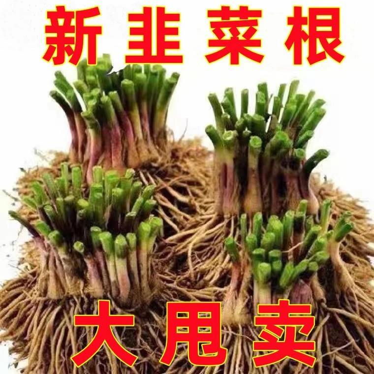 新韭菜根紫根韭菜根紫四季韭菜新鲜苗根阳台红根韭菜根大宽叶盆栽