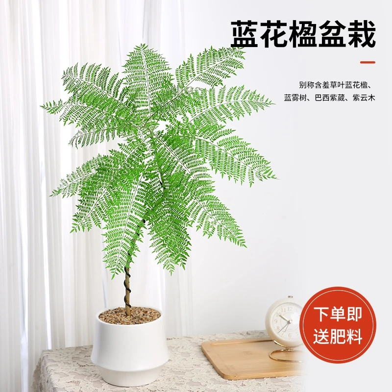 蓝花楹盆栽 办公室绿植  日式风格客厅 电视柜落地植物四季好养活