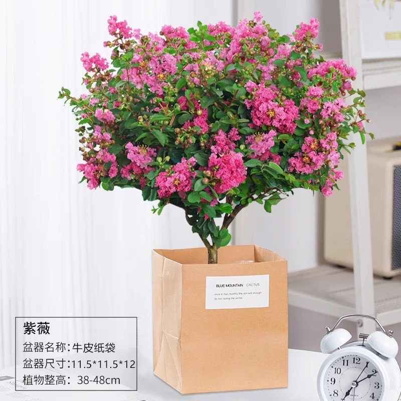 紫薇花盆栽植物树室内阳台庭院观花四季好养百日红耐热老桩树苗