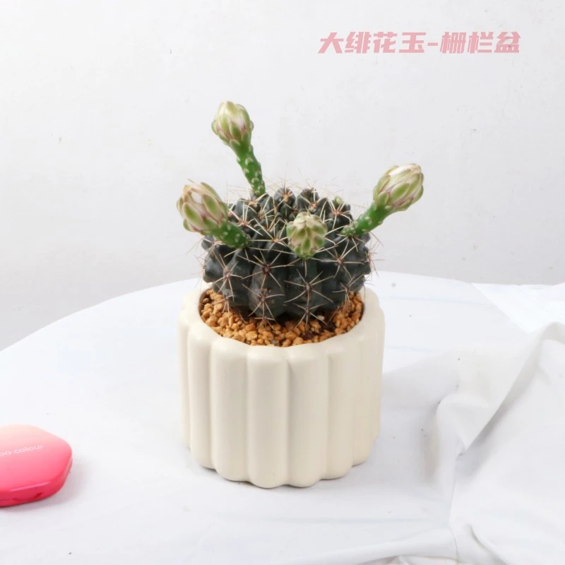 开花仙人球绯花玉带花苞室内花卉防辐射仙人掌超特大桌面多肉植物