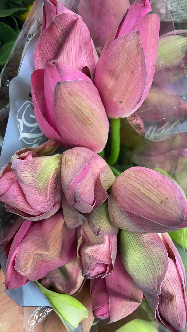 荷花5枝（花期3-5天，需要手动剥瓣，容易黑边）