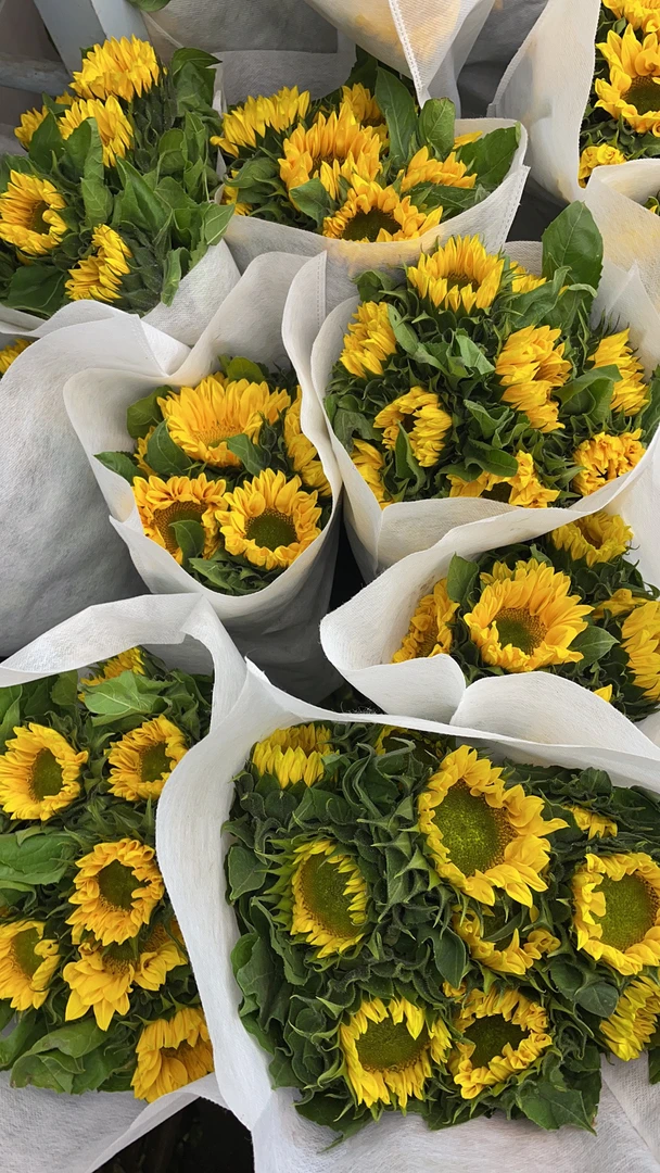 绿心向日葵5枝（花头不大，颜值高）