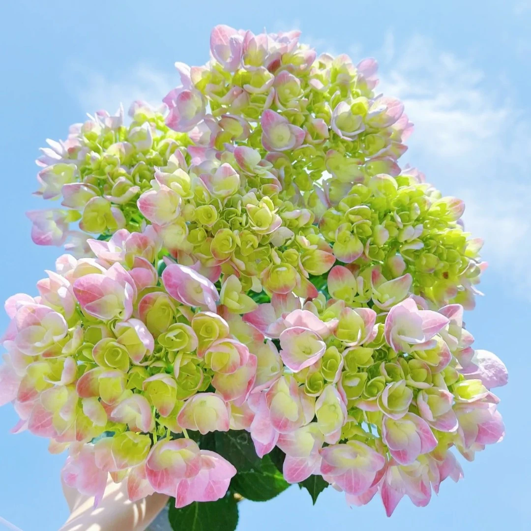 【晴天】大花型绣球花庭院阳台新手花期易养护春季夏季秋季盆栽