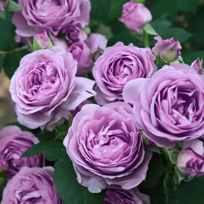 月季【水星王阳台】棒棒糖室外耐晒抗病勤开花卉庭院好养护售后保障