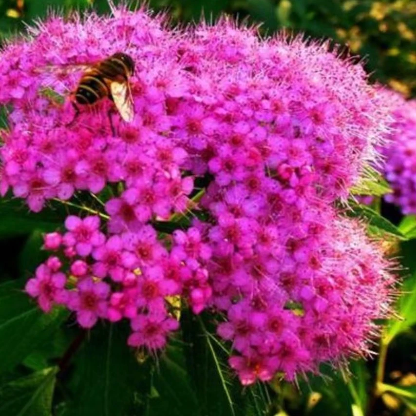 紫花绣线菊，6颗，