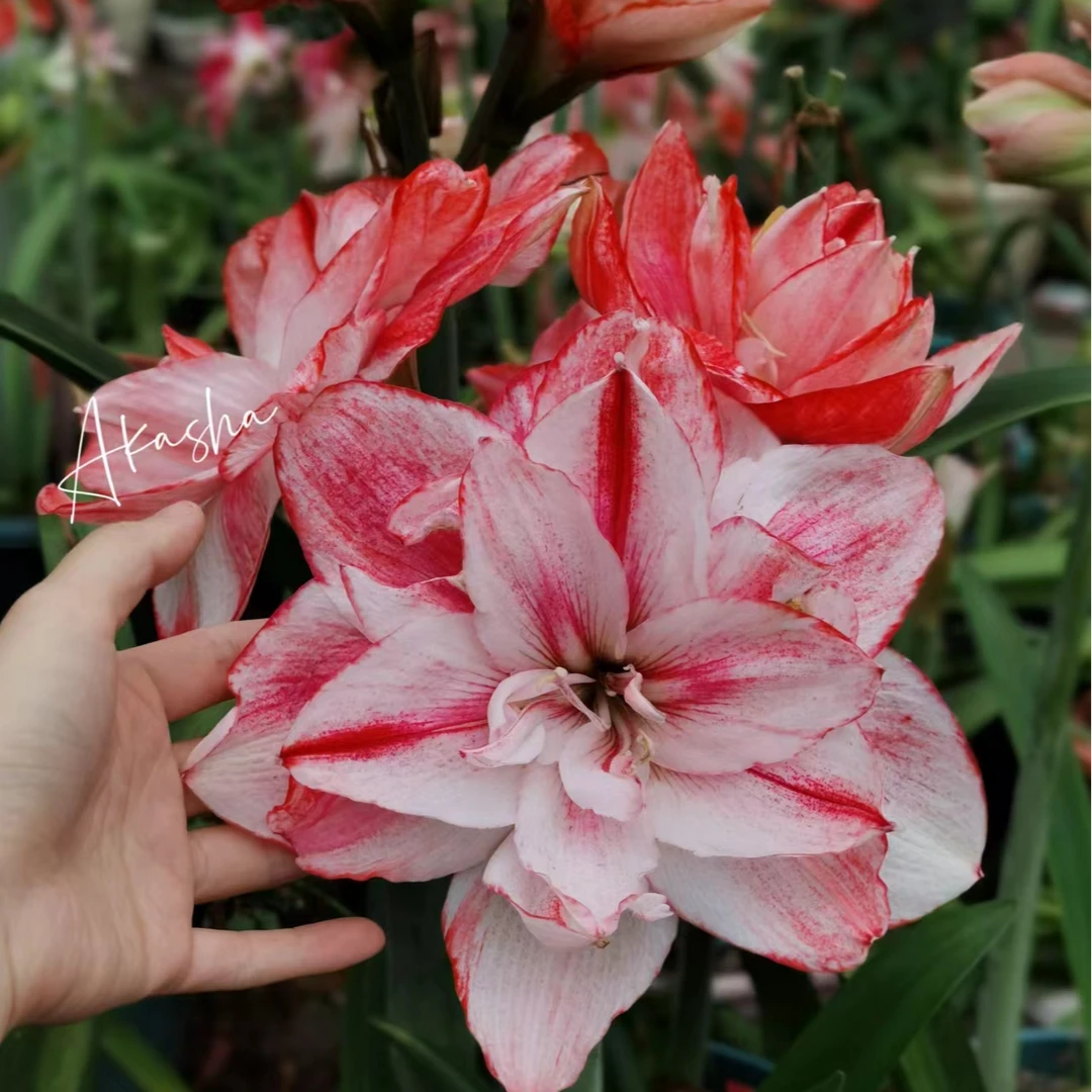 朱顶红台朱梦幻情人种球4+左右