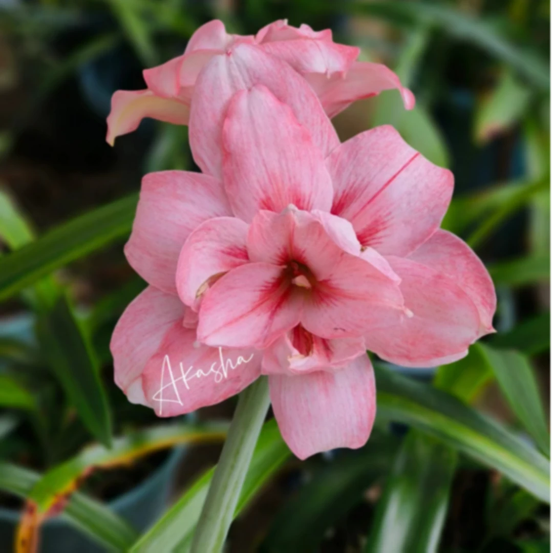 澳朱，莎夏的诱惑朱顶红种球，阳台室内室外花卉，观赏花卉