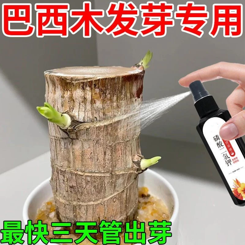巴西木营养液专用发芽生根难补微量元素促生长新叶子免稀释液体肥