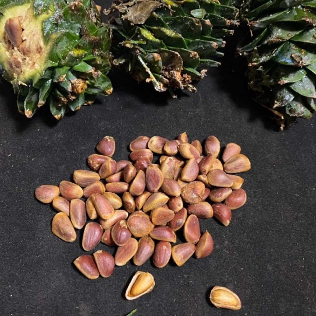 东北2024原始林松塔松籽松子